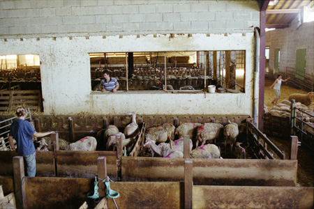 Bask sheepfarm